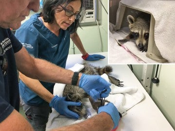 Photo collage of raccoon being examined and in a carrier