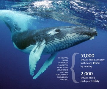 Infographic about annual whale killings