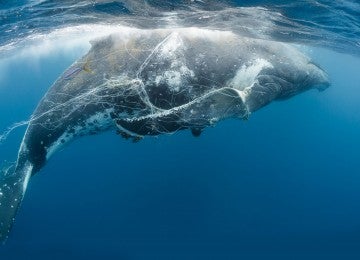 Whale caught in a net