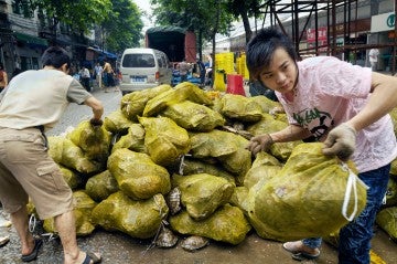 Turtle trade at market