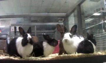 Petland rabbits on display