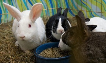 Rabbits at a rabbit rescue