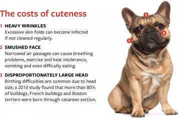 Diagram depicting the health issues brachycephalic dogs can face