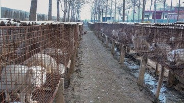 Most animal fur comes from farms like this one in China, where foxes suffer in barren wire cages. 