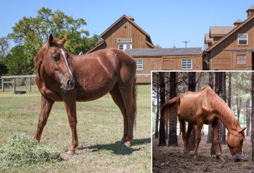 Before and after photos of horse showing how underweight he was and how he is not thriving and healthy