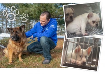 Collage of puppy mill puppies being sold in a Petland pet store, and a dog and HSUS employee after being rescued
