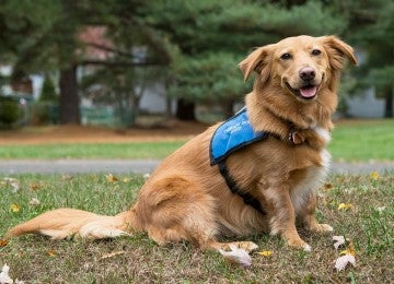 Portrait of Louie the dog in his therapy vest