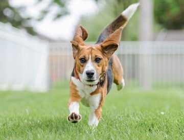 Teddy the beagle running in his new backyard