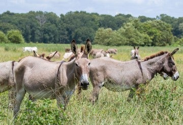 Burros in field with blue sky
