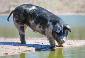 Pig sipping water from a pond