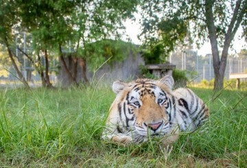 Tiger laying in grass, inside enclosure