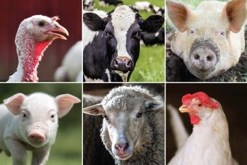 collage of farm animals including a turkey, pig, cow, sheep and chicken