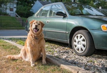 Dog sitting next to an old car