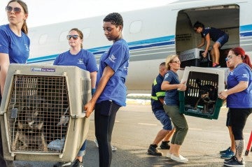 Dogs being unloaded from a plane by HSUS staff.