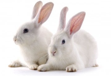 Two white bunnies sitting