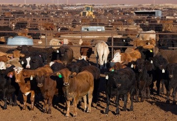 Cows in crowded beef feedlot