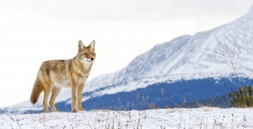 coyote in snow, mountains in the background