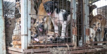 Dogs locked in a cage at a dog meat farm in Haemi, South Korea