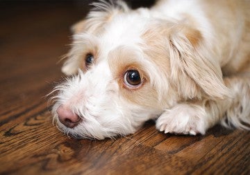 Sad dog laying on wooden floor