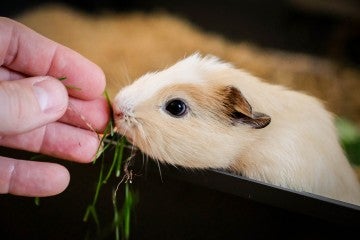 Hand-feeding a baby guinea pig some grass