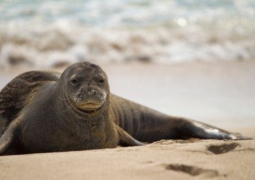 A monk seal resting on a beach