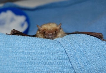 Bat being given veterinary medical care
