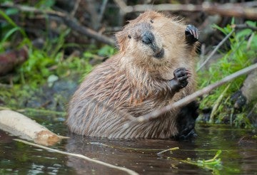 Happy beaver in a body of water