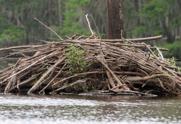 beaver dam in the middle of a lake