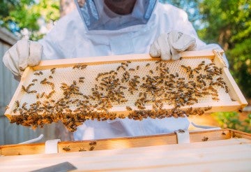 beekeeper and bees in and around apiary