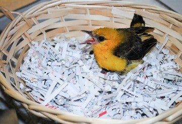A young bird receives care in a nursery