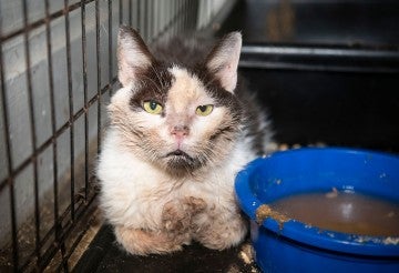 Cat rescued from a neglect situation
