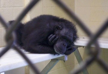 Chimp in cage at research facility