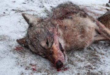 Dead coyote from a killing contest