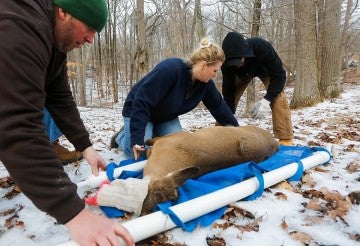 a tranquilized deer taken back to the woods after a successful sterilization surgery to help control over population