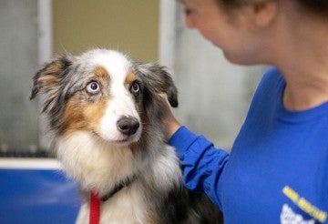 Dog in a shelter with an HSUS staff member after being rescued