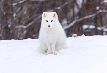 A lone Arctic fox in a winter scene