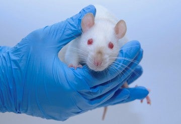 mouse being held in a research lab