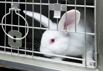Rabbits and bunnies | The Humane Society of the United States