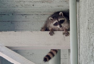 raccoon hiding under porch roof