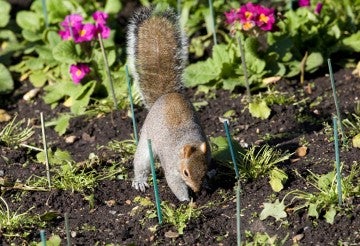 squirrel digging in a backyard garden