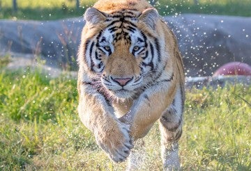 Tigers | The Humane Society of the United States