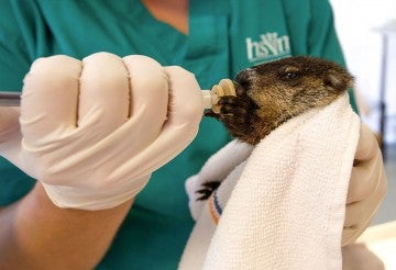 A woodchuck being fed at a care center