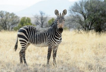 Zebras | The Humane Society of the United States