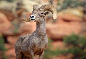 Bighorn sheep stands in a canyon