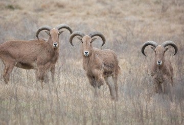 three audad sheep stand in a grassy field
