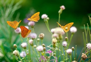 Butterflies on wildflowers