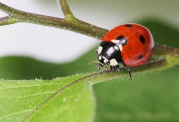 Ladybug sitting on a leaf stem