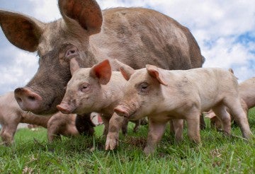 A free range mother pig and her piglets