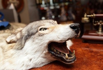Head of a stuffed wolf on a table