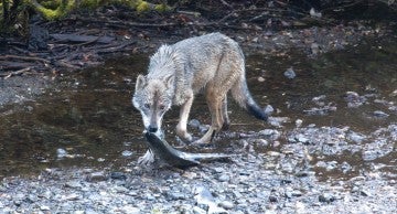 Wolf with fish in its mouth
